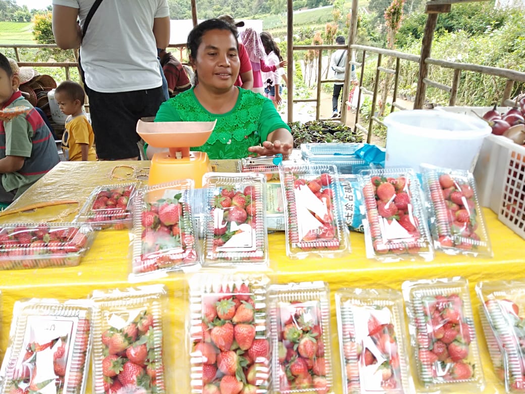 Lebih Menguntungkan, Suci Peranginangin Beralih dari Bertanam Sayur ke Strawberry
